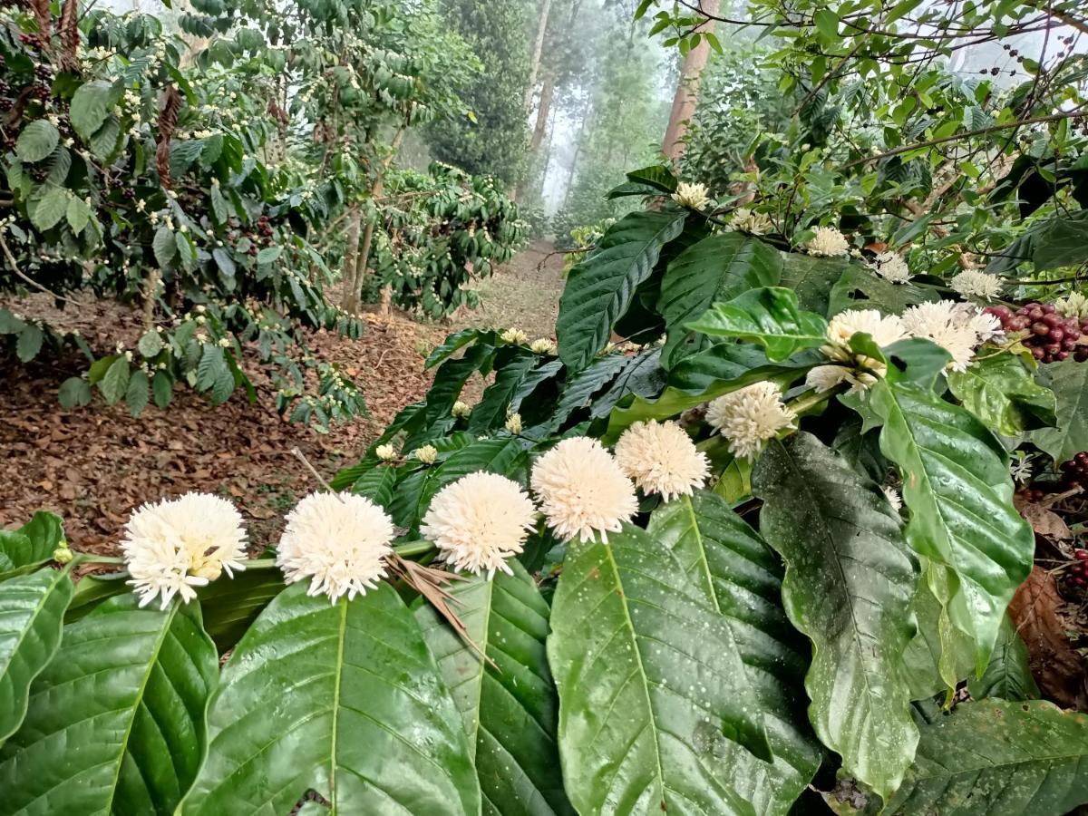 Coorg Kolamotte Hotel Gonikoppal Екстериор снимка
